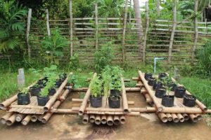 Practising floating vegetables for household comsumption